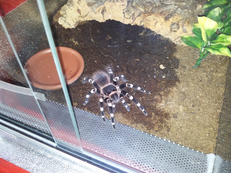 tarantula, solid, high angle view, fear, animal, arachnophobia, day, animal themes, vertebrate, growth, no people, arachnid, plant part, one animal, brown