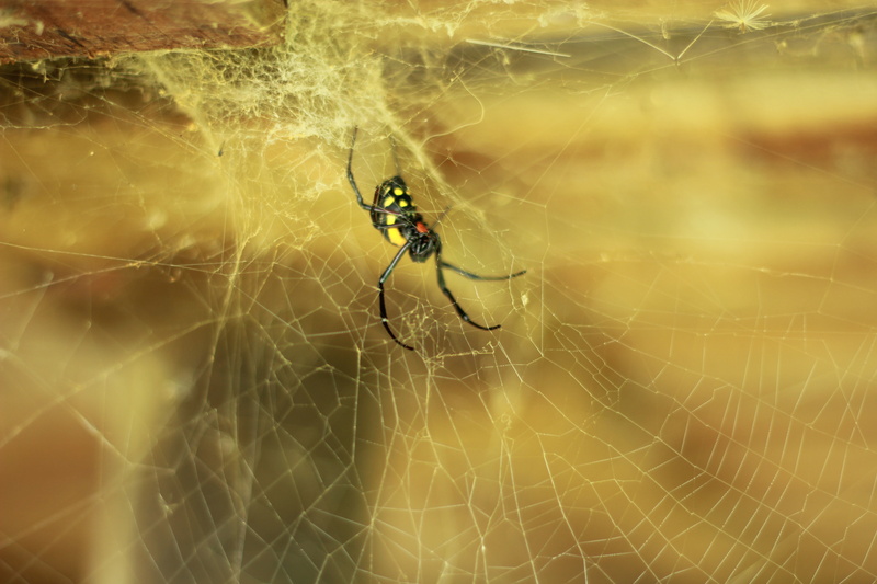 arthropod, spider, outdoors, spider Web, animal leg, fragility, invertebrate, vulnerability, web, insect, focus on foreground, animal themes, macro, close-up