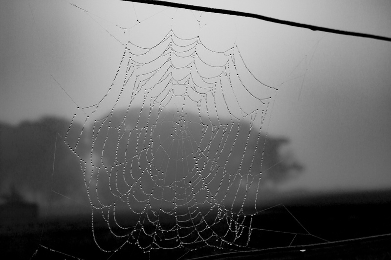 close-up, black, net, fragility, spiderweb, mist, 5K, dew, halloween, bug, day, concentric, water, horror, dewdrops, animal themes, cobweb, fog, nature