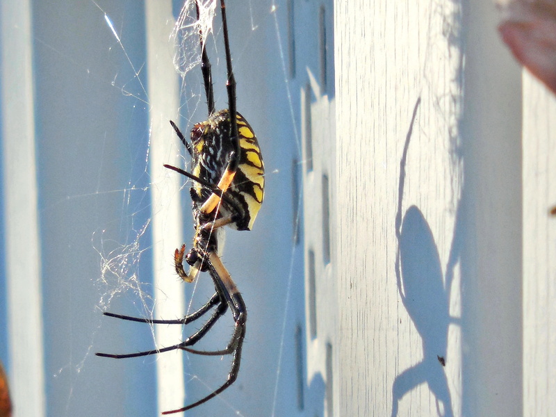 outdoors, high angle view, leg, abdomen, no people, close, one animal, weaver, poisonous, shadow, animals in the wild, wall - building feature, web, animal themes