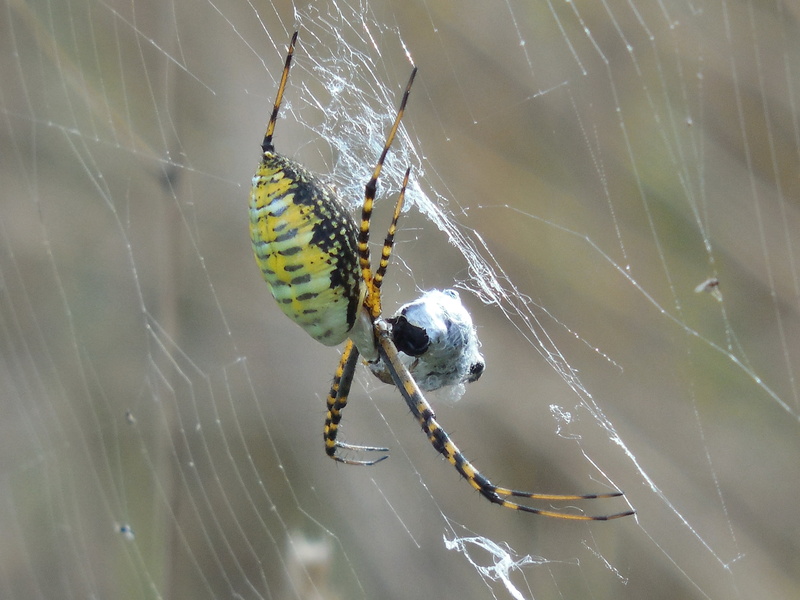 spider web, garden-spider, complexity, yellow, spooky, creature, arthropod, focus on foreground, weaver, one animal, arachnophobia, fragility, animal leg