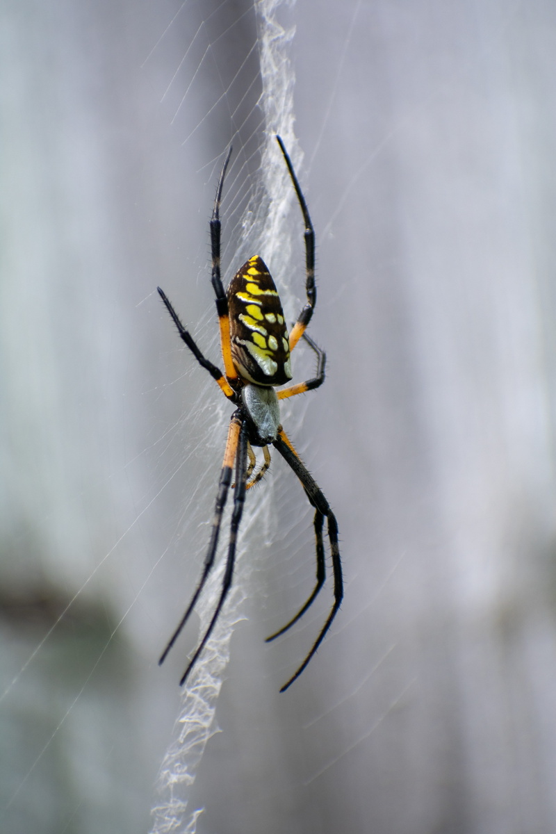 5K, invertebrate, animal, outdoors, spider web, arthropod, yellow, no people, animals in the wild, closeup, insect, legs, arachnophobia, web, selective focus