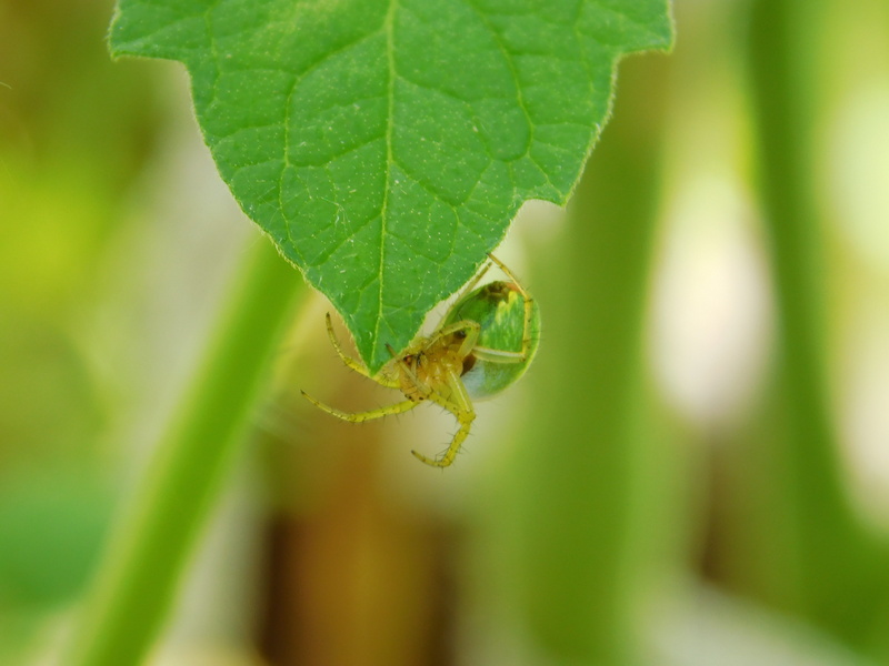 animals in the wild, growth, animal themes, beauty in nature, focus on foreground, green color, cobweb, plant part, 4K, animal wildlife, leaf, insect