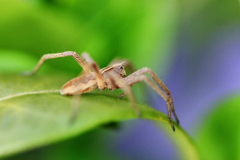 animals in the wild, animal eye, day, one animal, plant part, macro, jump, leaf, insect, animal world, close up, arthropod, animal wildlife, animal leg
