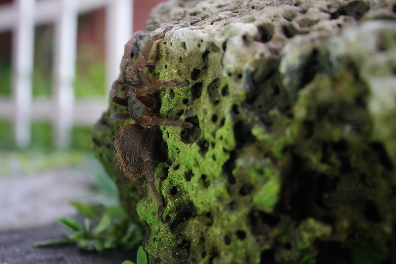 fungus, beauty in nature, tarantula, hairy, natural pattern, spider, exotic, lichen, day, growth, nature, arachnophobia, 5K, green color, plant, animals
