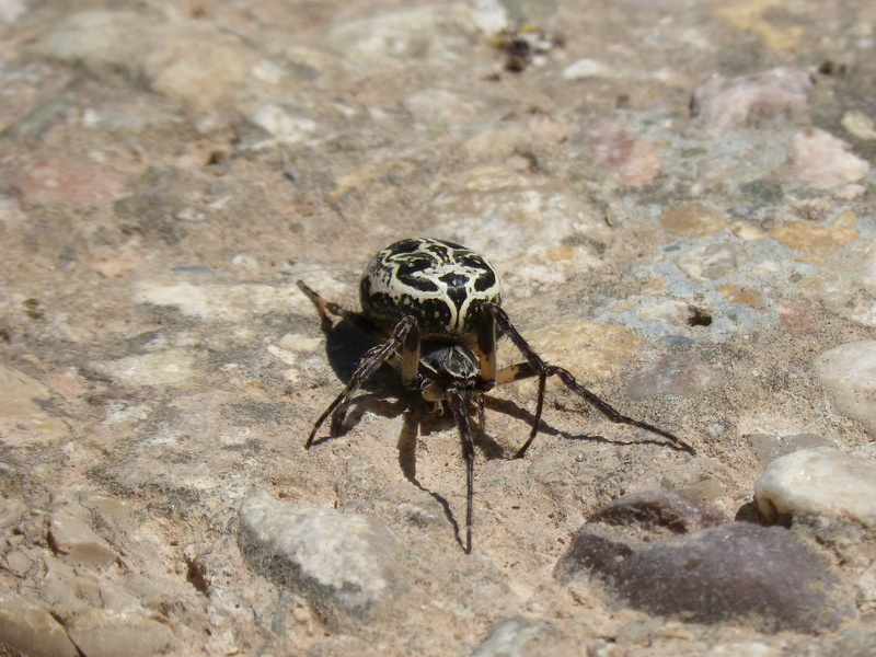 threat, insect, invertebrate, arachnid, pattern, animal wildlife, high angle view, zoology, outdoors, animal, marine, solid, 2K, arachnophobia, nature