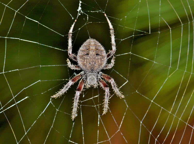 orb spider, fragility, araneidae, close-up, day, biology, caught, nature, closeup, insect, weaver, 4K, predator, arachnophobia, invertebrate, animal, animal wildlife