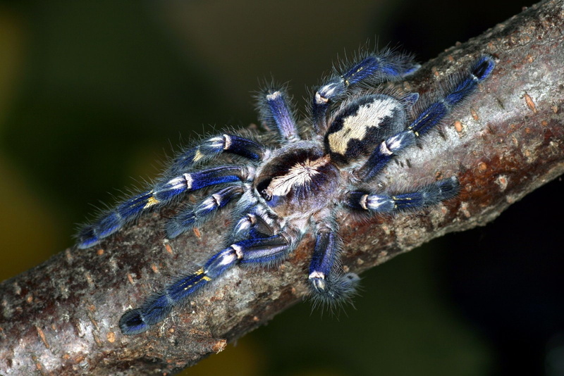 Tarantula, Spiders, 720P
