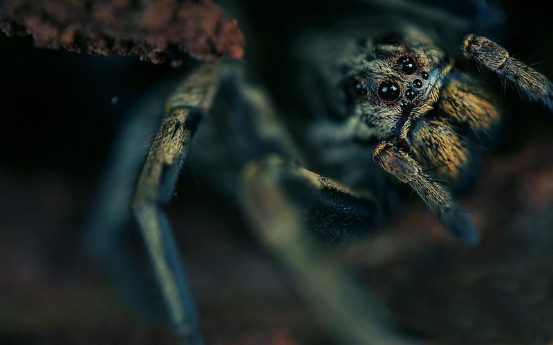 tarantula, animal, close-up, selective focus, eyes, eye, carnivore, small, animal body part, 720P, invertebrate, animal wildlife, spooky, animal eye, black