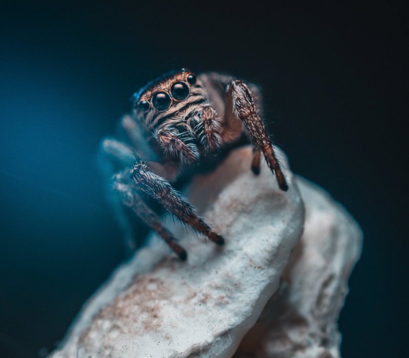 wildlife, animals In The Wild, small, spider, animal Eye, animal wildlife, jumping spider, black background, black Color, human body part, brown, tarantula