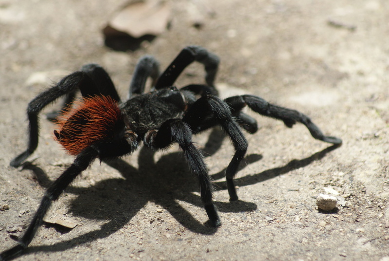 insect, 4K, tarantula, spider