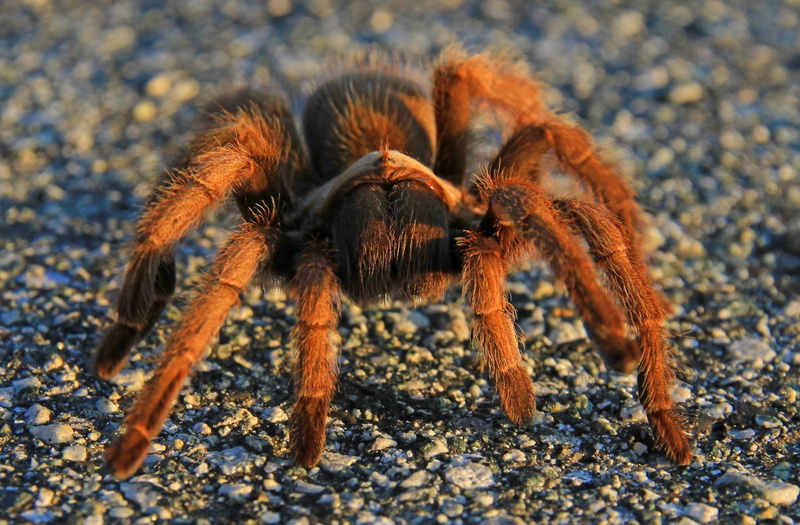 Spider, Tarantula, 1080P, Spiders