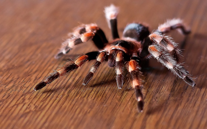 tarantula, 1080P, spider