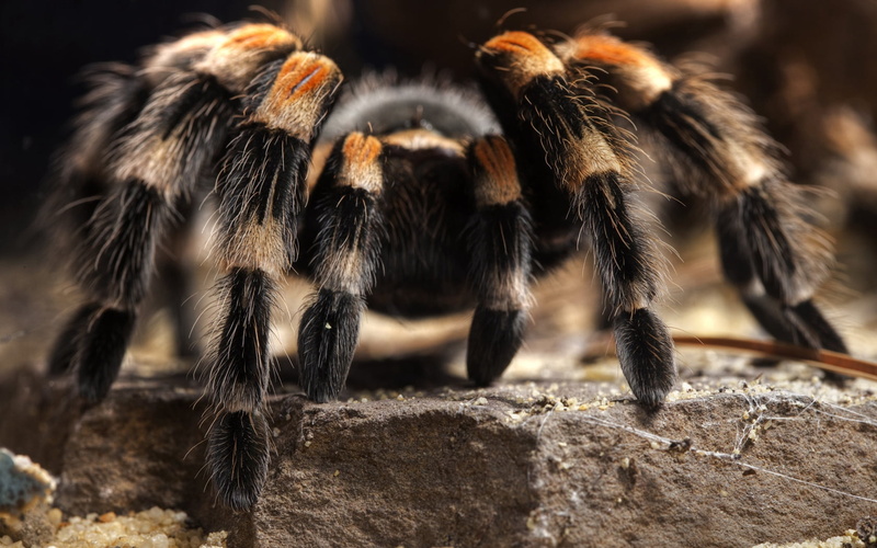 720P, small, selective focus, spooky, arachnid, outdoors, animal Leg, no People, insect, animal wildlife, animal body part, focus on foreground, white