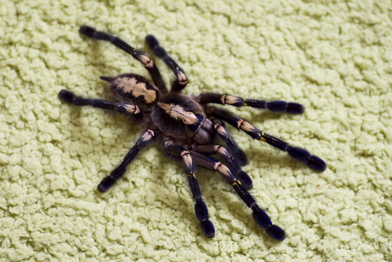 Spider, Spiders, Gooty Sapphire Ornamental, Tarantula, 720P