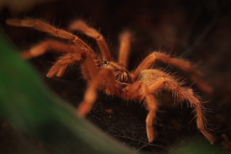 1080P, hd, Tarantula, metal, spider, 1980x1320 px, art, alchemist, x, px, anime, macro, full