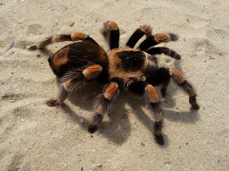 Spiders, Tarantula, 1080P