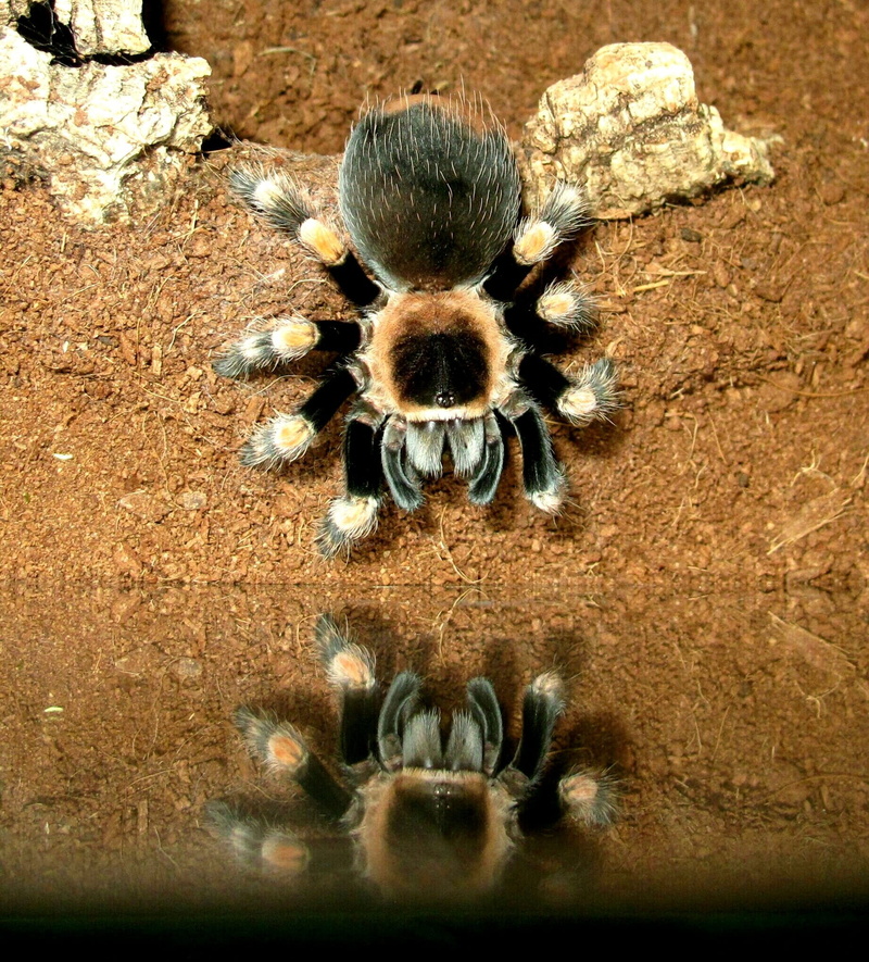 smith, high angle view, flower, animal themes, outdoors, arthropod, beauty in nature, close-up, insect, day, tarantula, animals in the wild, brachypelma