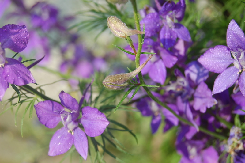 outdoors, bloom, grass cornet, freshness, selective focus, beauty in nature, petal, focus on foreground, flowering plant, consolida regalis, vulnerability