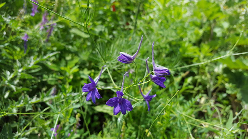 wild plant, plant, bloom, freshness, delphinium consolida, field larkspur, purple, green color, consolida regalis, rocket-larkspur, vulnerability, day