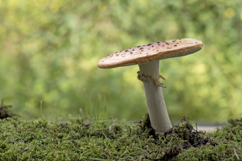 surface level, brown, food and drink, yellow fly agaric, garden, point, flake, green color, close, mushrooms, beauty in nature, no people, toxic, edible mushroom