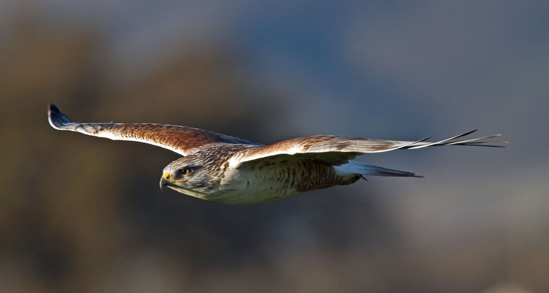 1080P, wings, bird, predator, Ferruginous Hawk, Royal Buzzard, flight, hawk, royal hawk, Buteo regalis, stroke