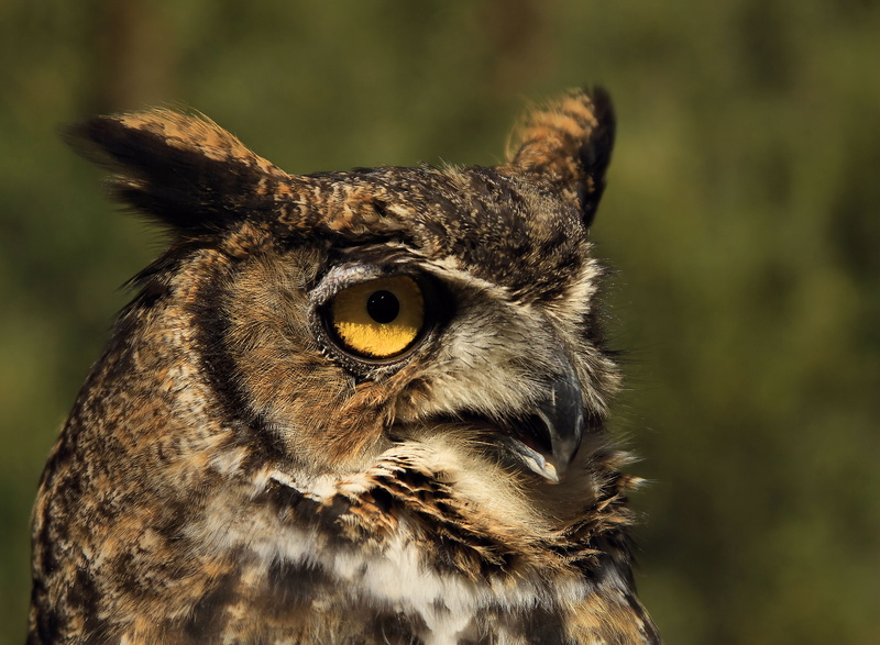 photography, bird watching, 4K, conservation, birds of prey, lead poisoning, Bend, raptor  Birds, natural history, brown owl, owl, beak, macro, animals In The Wild