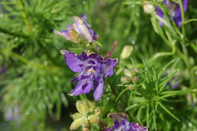 close-up, day, plant part, purple, larkspur, leaf, grass cornet, vulnerability, flower, no people, 2K, fragility, spring, bloom, inflorescence, beauty in nature