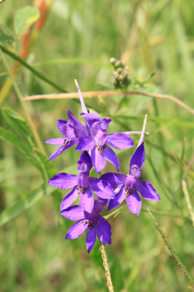 close-up, flower head, spur, flower, focus on foreground, flowering plant, consolida, day, plant, inflorescence, botany, ranunculaceae, plants, buttercup