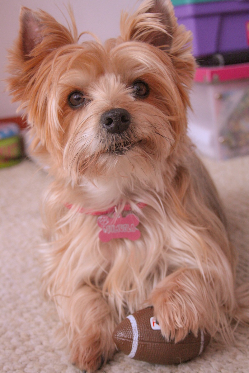pet, hair, mammal, animal themes, focus on foreground, pets, puppy, animal hair, close-up, hairy, lap dog, play, dog, domestic, 2K, canine, looking at camera