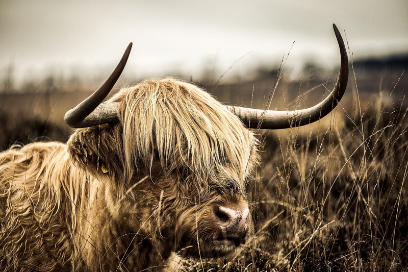 domestic cattle, grass, animal hair, herbivorous, field, highland cattle, livestock, brown, horned, cattle, landscape, pets, nature, macro, domestic animals
