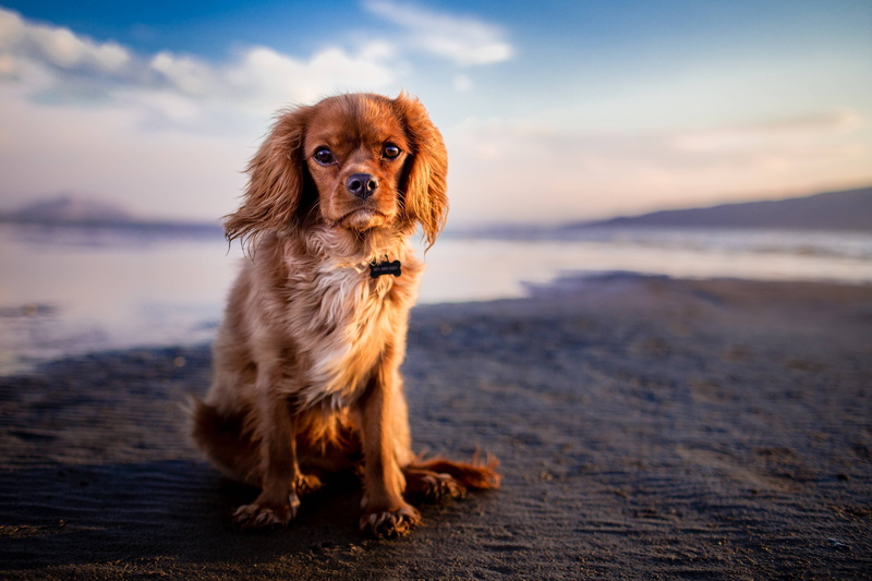 water, one animal, domestic, sky, pets, pet, hairy, adorable, no people, nature, land, cute, beach, looking away, domestic animals, small, cavalier king charles spaniel