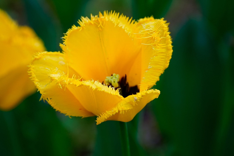 Hairy tulip, tulip, yellow, 1080P, hairy