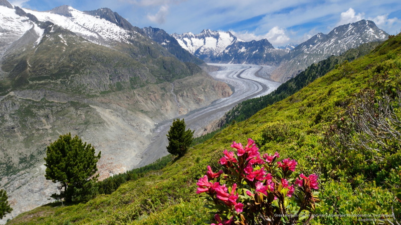 alpenrose, great, hairy, switzerland, aletsch, rhododendron, glacier, Nature, 2K