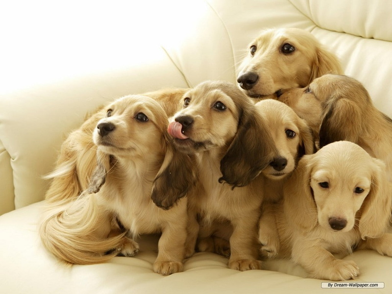litter, 480P, fawn, spaniel, cocker, cute, tongue, hairy, dogs, brothers, animals, puppy