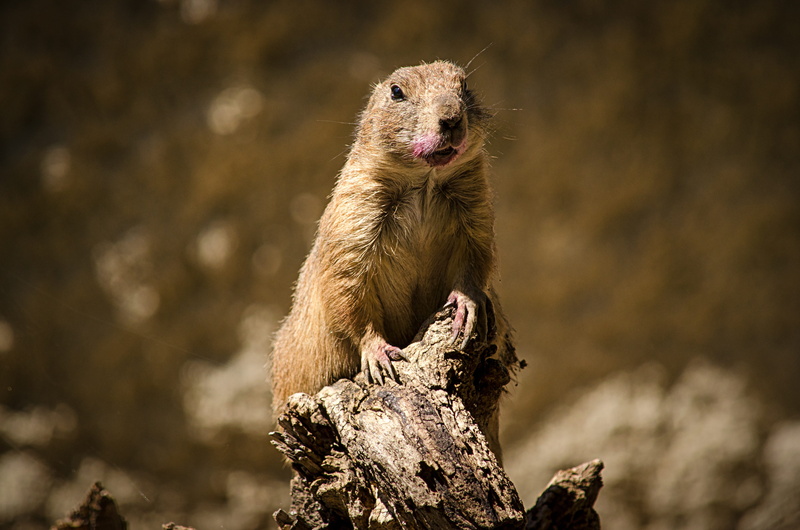 standing, hunting, animal, shift, cute, portrait, tilt, squirrel, lens, nature, small, animals hunting, hairy, one animal, mammal, branch, photography