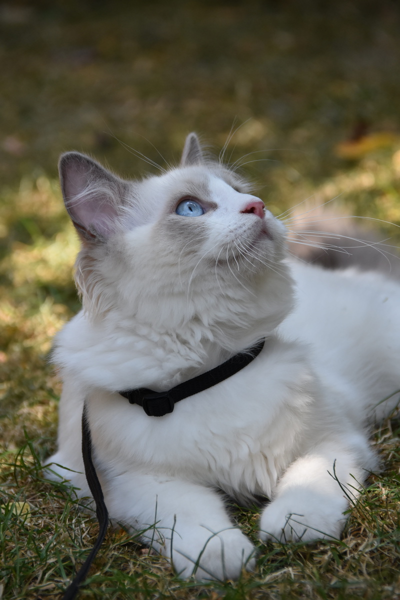 garden, pets, hairy, collar, land, white color, close-up, domestic cat, focus on foreground, looking, mammal, field, animal themes, 5K, one animal, laying down