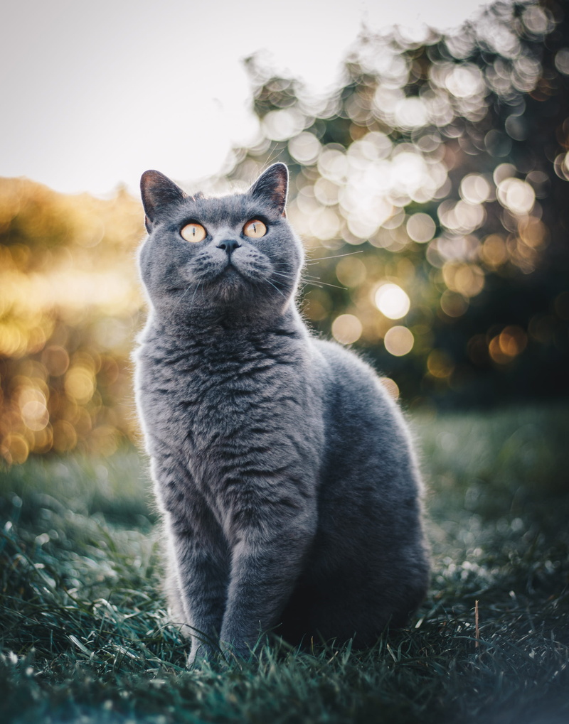 whiskers, shorthair, no people, grass, furry, downy, one animal, close-up, domestic, animal themes, nature, fur, sit, domestic cat, sitting, adorable, looking