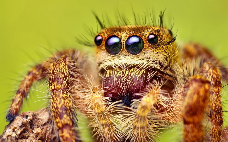 spooky, selective focus, animal, animal Leg, one animal, arachnid, outdoors, animal wildlife, jumping spider, macro, nature, invertebrate, animal Eye, animals In The Wild