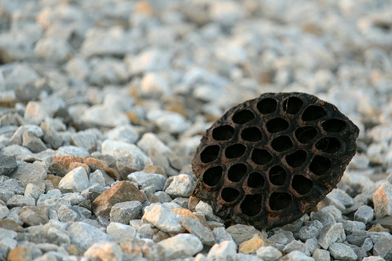 seed pod, phobias, day, design, land, rock, shape, holes, pattern, stone - object, no people, nature, trypophobia, dry, hole, phobia, 5K, textured, pebble