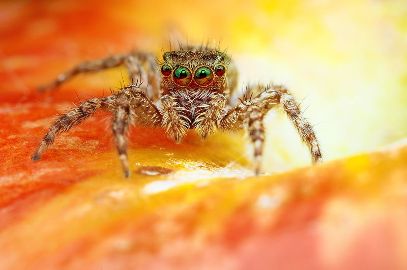 backgrounds, animal wildlife, insect, zoology, brown, one animal, summer, eyes, animal body part, outdoors, jumper, black, animal, halloween, wildlife