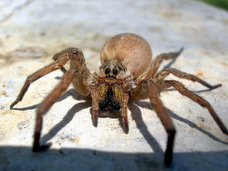 brown, marine, outdoors, animal, insect, spider, eye, animals in the wild, animal themes, carnivore, close-up, sunlight, phobia, animal body part, animal eye