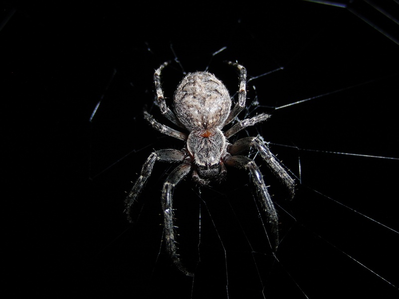 invertebrate, cobweb, animal, black Color, wildlife, animals in the wild, spooky, 2K, arthropod, spider Web, no people, zoology, network, studio shot