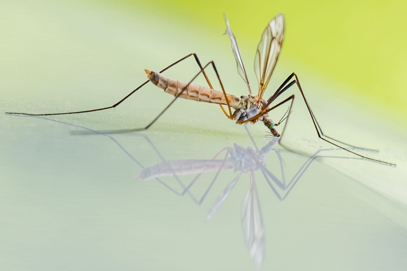 wing, schnake, langbein mosquitoes, green color, summer, 1080P, macro, spider, vermin, nature, animal Leg, outdoors, riesenschnake, animals in the wild