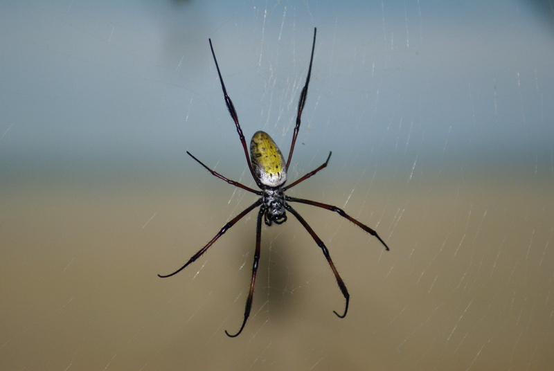 background, focus on foreground, yellow, 4K, poisonous, horror, web, phobia, argiope, invertebrate, animal wildlife, animals In The Wild, day, carnivore