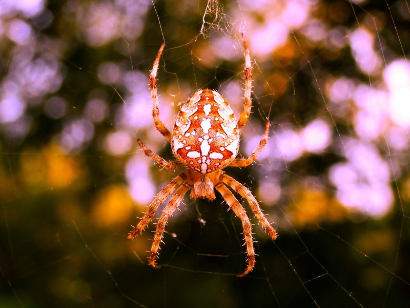 nature, animal wildlife, invertebrate, aggressive, focus on foreground, closeup, web, vulnerability, spider web, fragility, animal leg, no people, beauty in nature