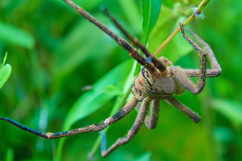 tarantula, 4K, animals, invertebrate, plant, animal wildlife, green color, bugs, carnivore, insect, nature, animal, plant part, spider, hairy spider, day
