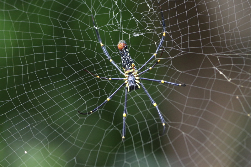 cobweb, scary, complexity, no people, day, bug, hunter, invertebrate, 4K, focus on foreground, phobia, animal themes, spider web, nature, animals in the wild