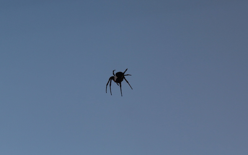 animal themes, sky, black, zoology, spooky, horror, animals in the wild, blue, clear sky, 2K, phobia, arachnid, wildlife, flying, animal wildlife, close-up