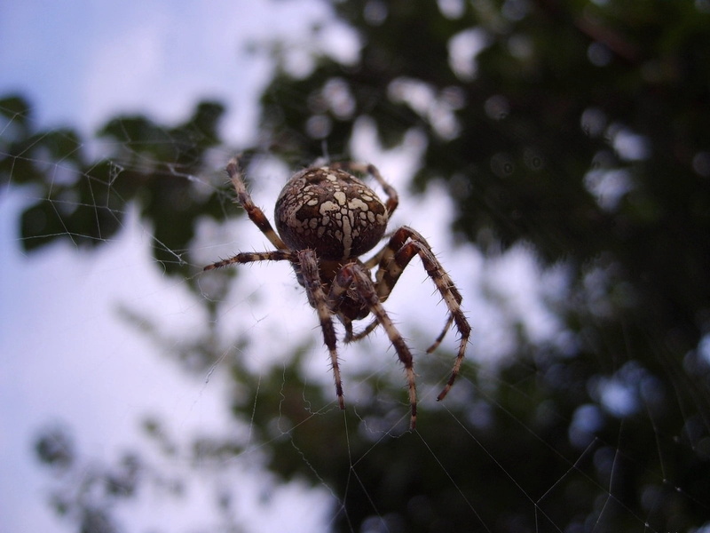 outdoors, background, plant, animals In The Wild, horror, spider Web, focus on foreground, invertebrate, fragility, macro, brown, nature, no People, grass